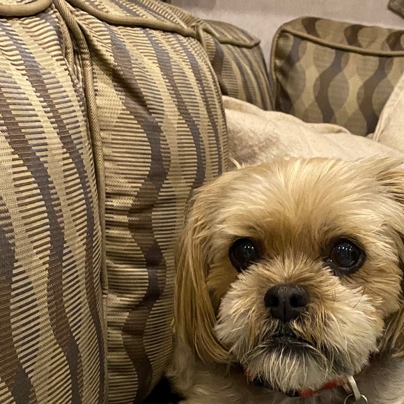 Meet your Posher, Lisa - Picture 1 of 1